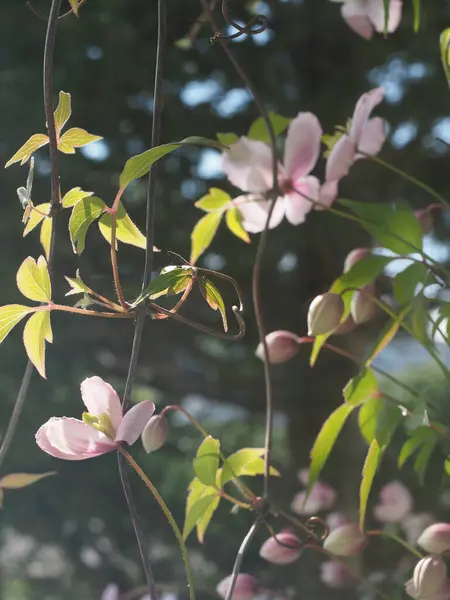 Güzel Clematis bitkisi bol bol soluk pembe çiçeklerle çiçek açıyor. — Stok fotoğraf