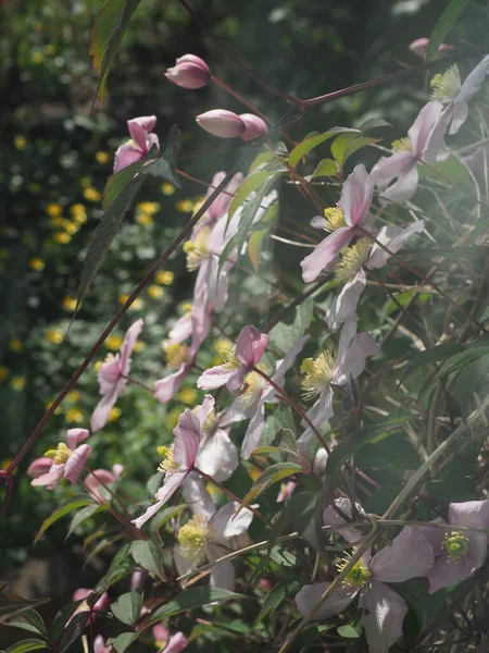 Den vackra klematis växt blommar med ett överflöd av blekrosa blommor — Stockfoto