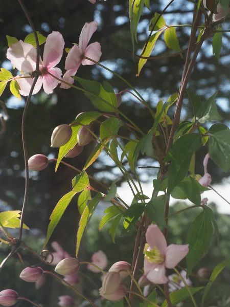 Güzel Clematis bitkisi bol bol soluk pembe çiçeklerle çiçek açıyor. — Stok fotoğraf