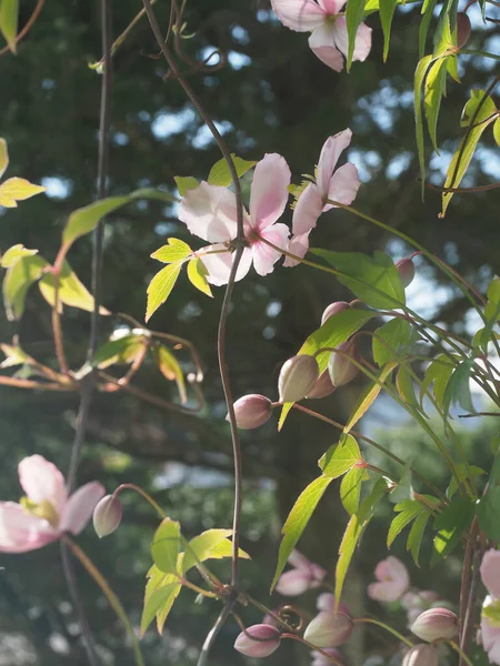 Güzel Clematis bitkisi bol bol soluk pembe çiçeklerle çiçek açıyor. — Stok fotoğraf