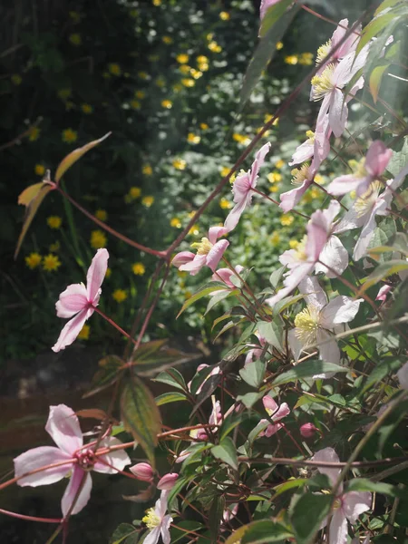 The beautiful clematis plant flowering with a profusion of pale pink blooms — ストック写真