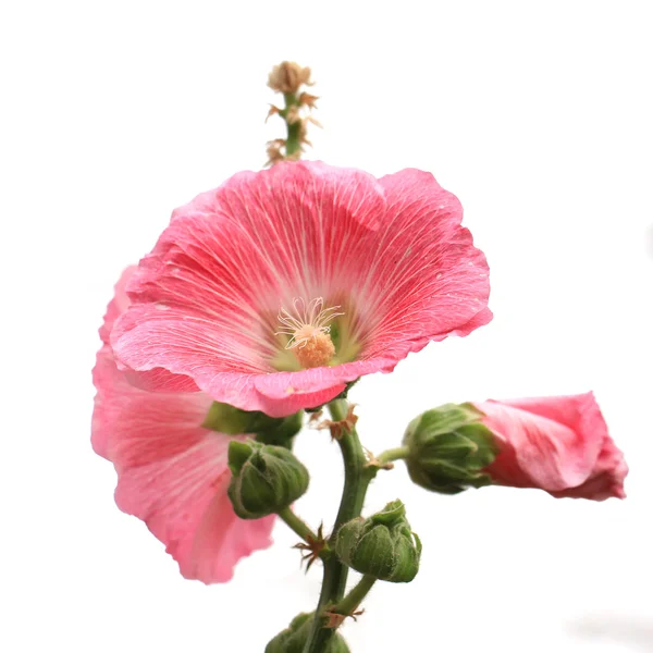 Hermosa flor hollyhock aislado sobre fondo blanco — Foto de Stock