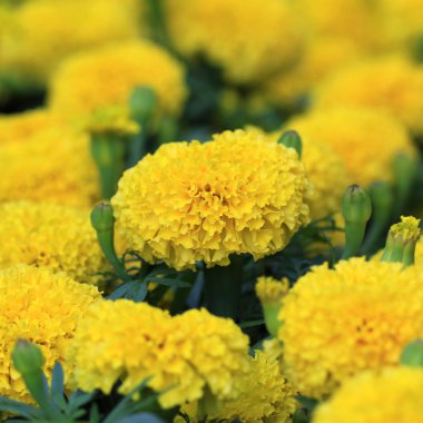 kadife çiçeği Bahçe