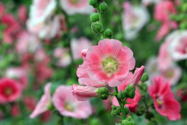 güzel Gül Fatma çiçek veya althaea çiçek