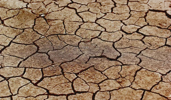 Tierra seca agrietada —  Fotos de Stock