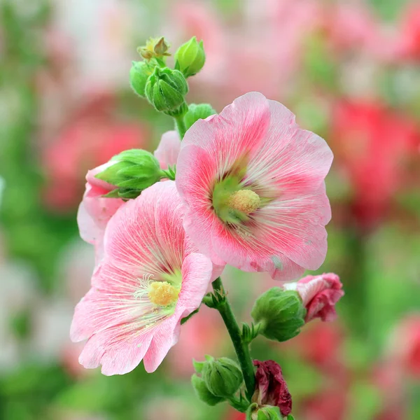 Gülhatmi veya althaea çiçek — Stok fotoğraf