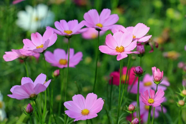 Kozmosz virág a kertben — Stock Fotó