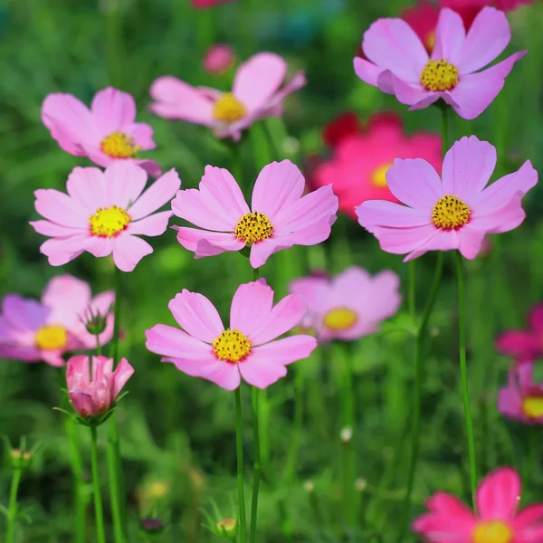 Cosmo fiore in giardino — Foto Stock