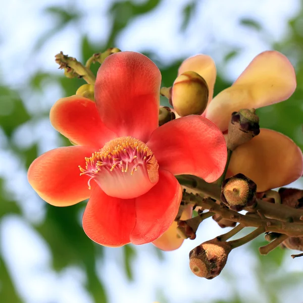 Árbol de bala de cañón con fondo natural — Foto de Stock