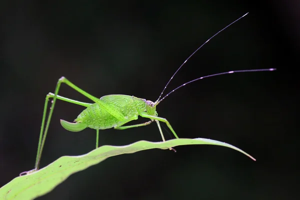 Grasshopper poleiro — Fotografia de Stock