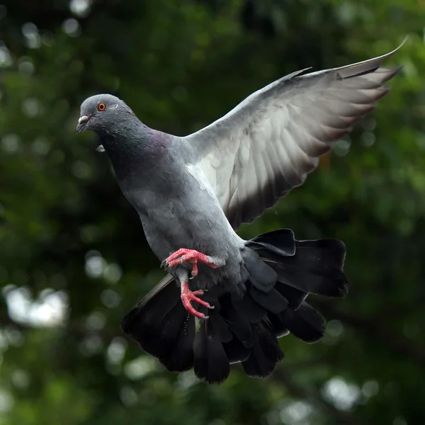 Flying pigeon