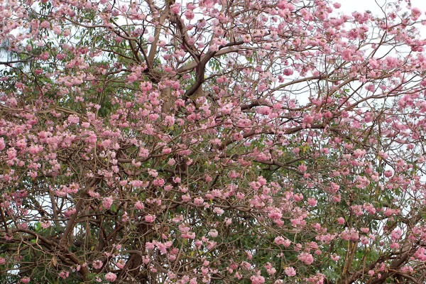 Trompete rosa árvore no parque — Fotografia de Stock