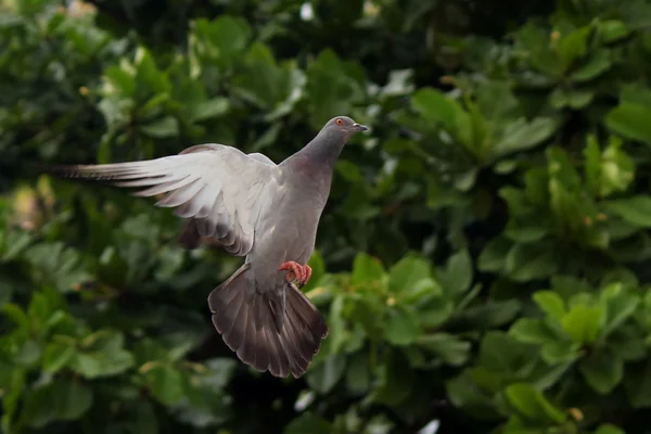 Flying pigeon — Stock Photo, Image