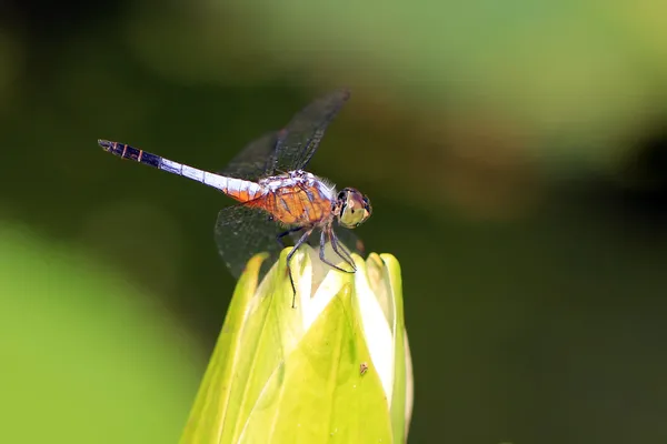 Libelle auf schöner Lotusblume — Stockfoto