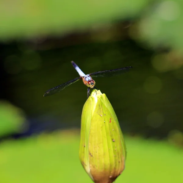 Libelle auf schöner Lotusblume — Stockfoto