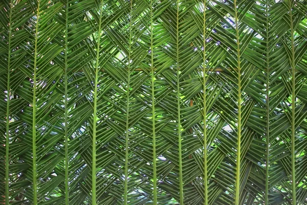 Hoja de palma tejida como fondo — Foto de Stock