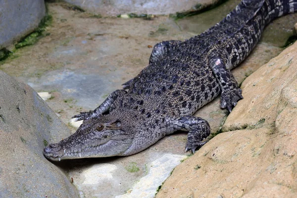 Crocodilo ou jacaré — Fotografia de Stock