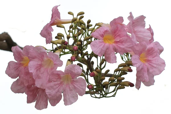  pembe trompet ağacı, kaybettikçe tecoma veya tabebuia çiçek üzerinde izole w