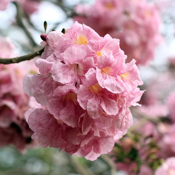 Hermoso árbol de trompeta rosa en el parque —  Fotos de Stock