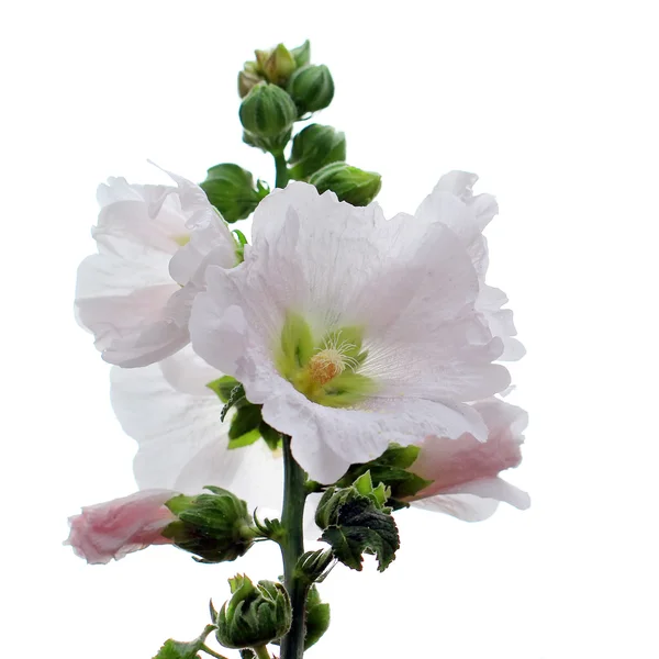 Hollyhock Blume isoliert auf weißem Hintergrund — Stockfoto