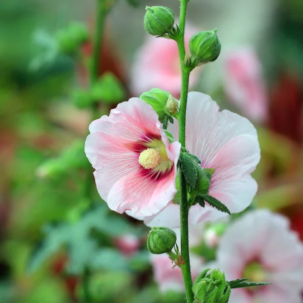 아름 다운 접시 꽃 꽃 이나 althaea — 스톡 사진