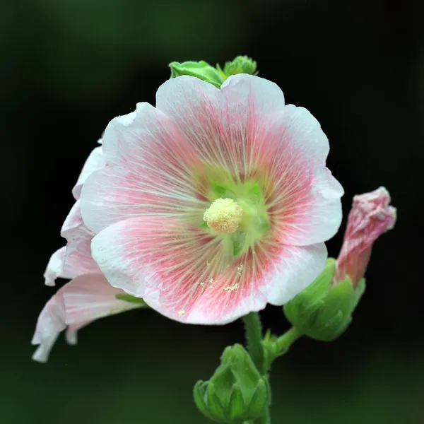 Bela flor hollyhock ou althaea — Fotografia de Stock