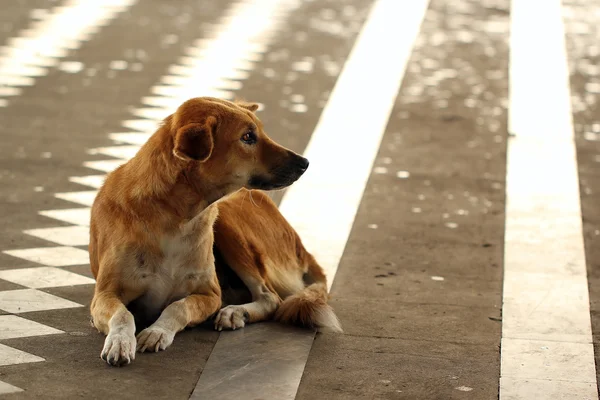 Cão sem-teto e com fome abandonado na rua — Fotografia de Stock