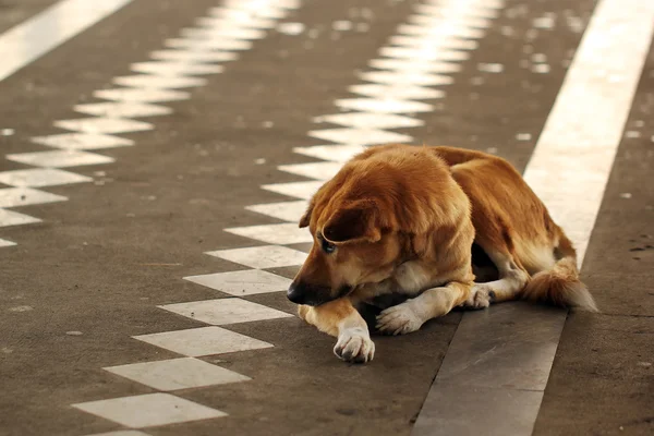 Bezdomnych i głodujących pies porzucony na ulicy — Zdjęcie stockowe