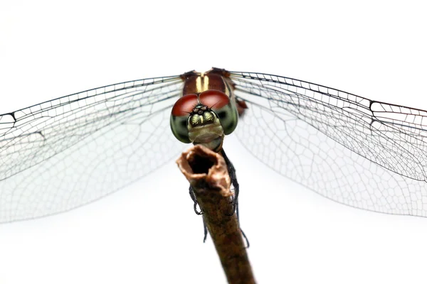 Dragonfly isolerad på vit bakgrund — Stockfoto