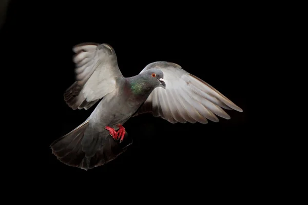 Pigeon volant isolé sur fond noir — Photo