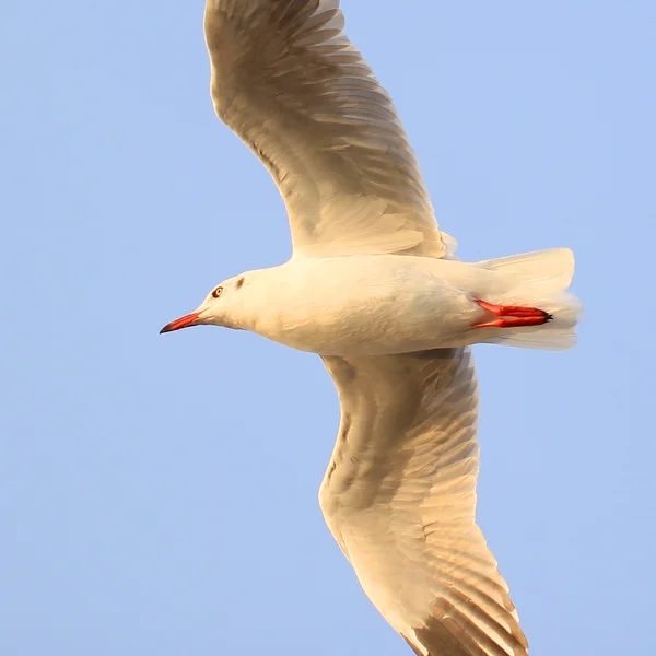 Möwen fliegen — Stockfoto