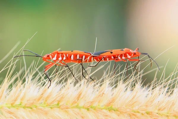 doğal olarak çiftleşme çekirke