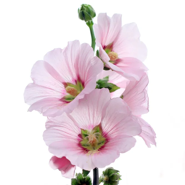 タチアオイの花 ロイヤリティフリーのストック写真