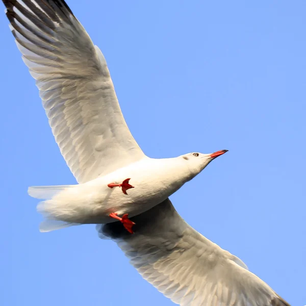 在美丽的天空背景上飞海鸥 — 图库照片
