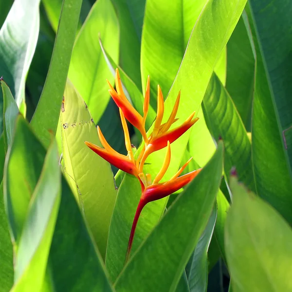 Heliconia in the garden — Stock Photo, Image