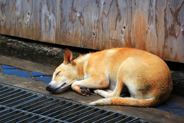 Sonno cane sulla strada — Zdjęcie stockowe