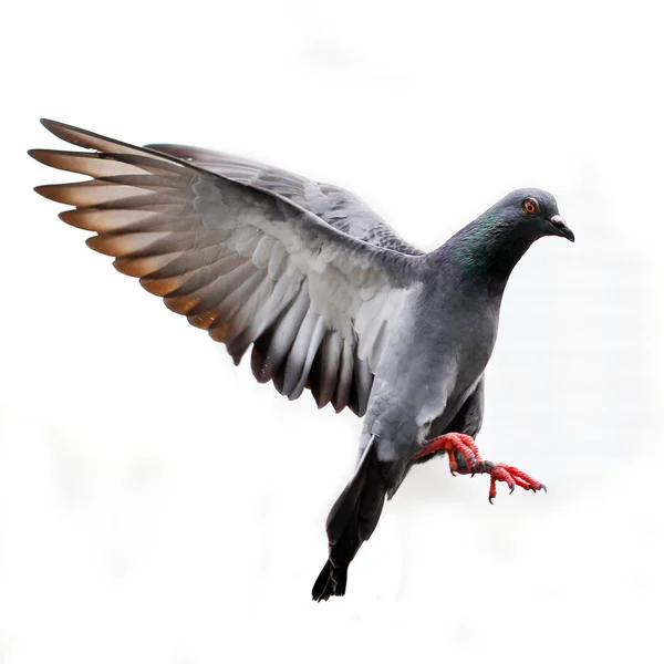 Pombo voador isolado em branco — Fotografia de Stock