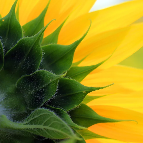 Primer plano de hermoso girasol — Foto de Stock