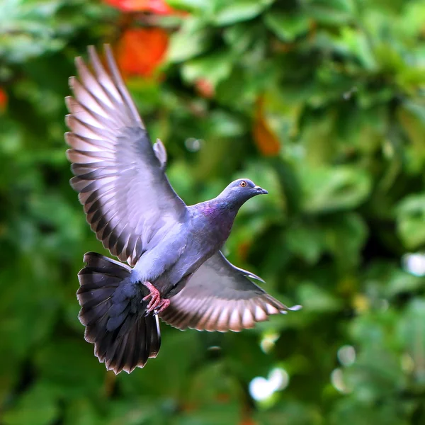 Flying pigeon in natural — Stock Photo, Image