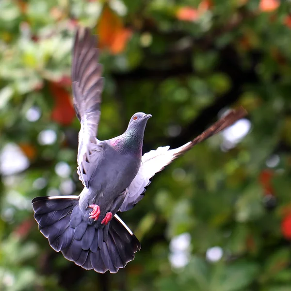 Flying pigeon in natural — Stock Photo, Image
