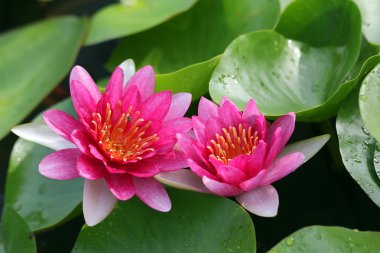 güzel çiçek açan lotus çiçeği