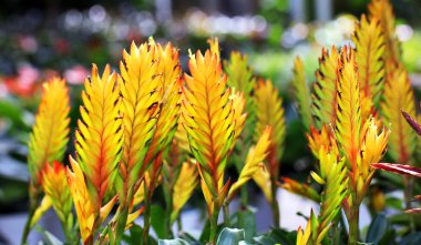 bromeliad veya vriesea çiçeği