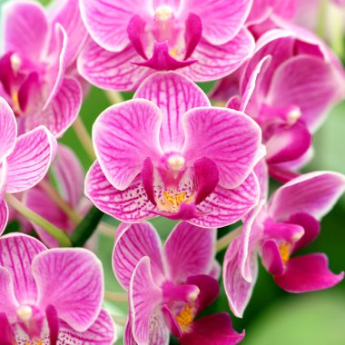 tatlı güzel orkide