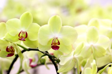 çiçek açan orkide