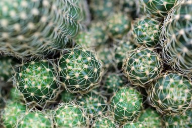 tatlı güzel kaktüs