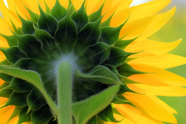 Primer plano de hermoso girasol — Foto de Stock