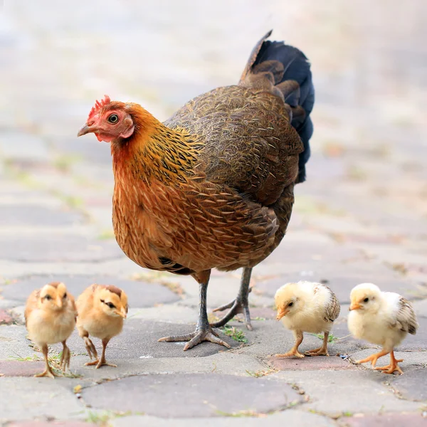 Gallina y sus polluelos — Foto de Stock