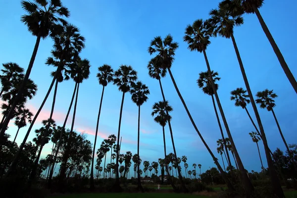 Silhouette de palmier au crépuscule — Photo