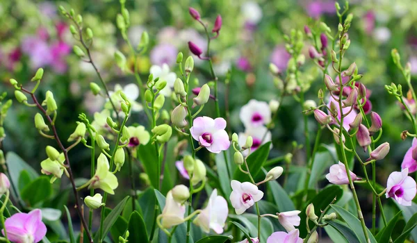 Orquídea en el jardín — Foto de Stock