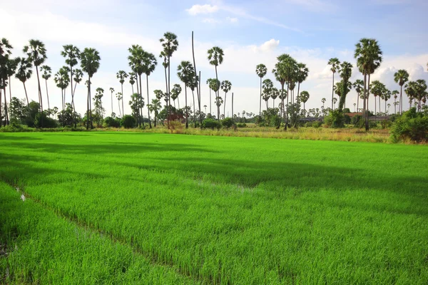 Green Rice Field with the palm tree — Stock Photo, Image